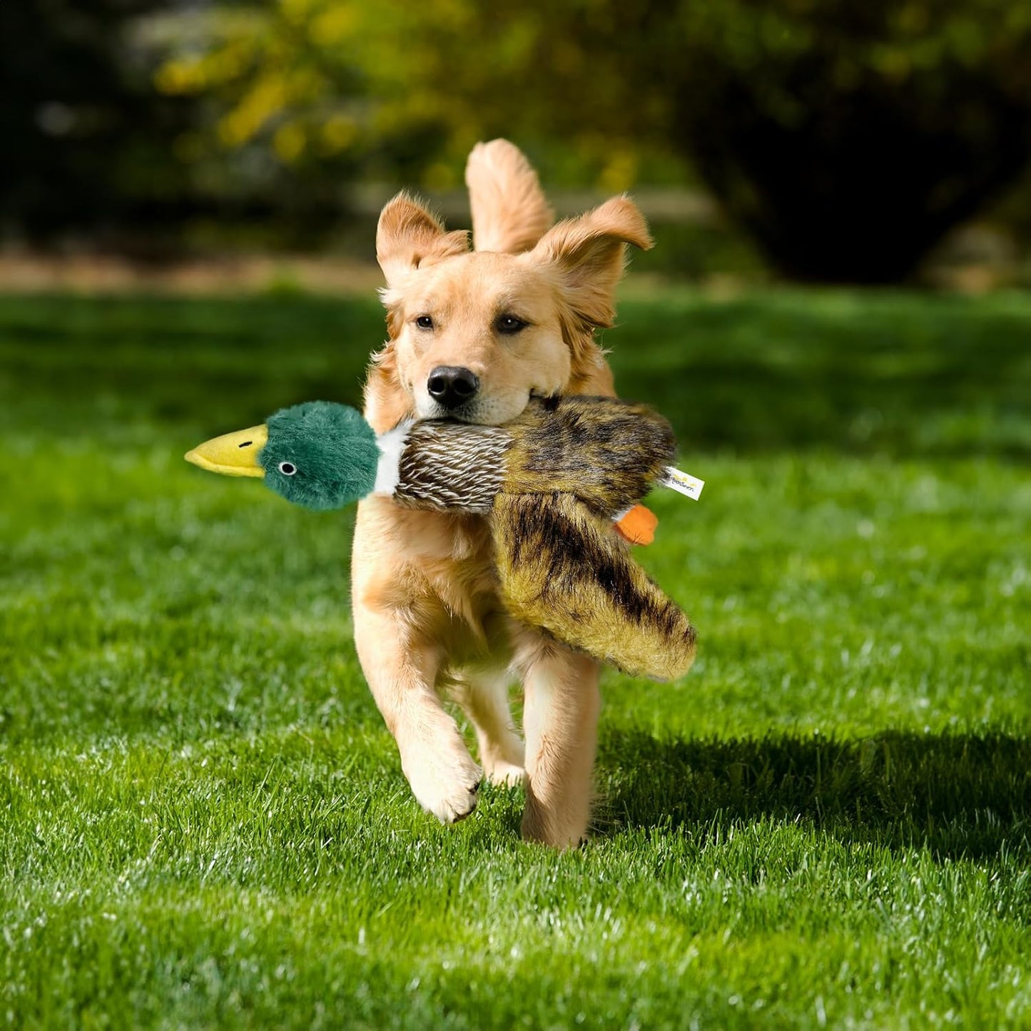Upgraded Duck Dog Toy -15.7inches, Dog Toy for Small, Medium, and Large Breeds- Squeaker and Crinkle Paper Plush Mallard Duck Dog Toy